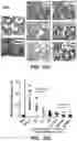 Fig. 26 - COMPOSITIONS FOR ORGAN GRAFT PRESERVATION AND METHODS OF USE