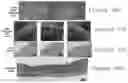 Fig. 44 - System, method and computer-accessible medium for catheter-based optical determination of met-myoglobin content for estimating radiofrequency ablated, chronic lesion formation in tissue