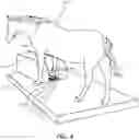 Fig. 06 - Equine imaging safety restraint and positioning