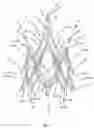 Fig. 03 - Stent for the positioning and anchoring of a valvular prosthesis in an implantation site in the heart of a patient