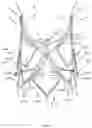 Fig. 09 - Stent for the positioning and anchoring of a valvular prosthesis in an implantation site in the heart of a patient