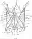 Fig. 23 - Stent for the positioning and anchoring of a valvular prosthesis in an implantation site in the heart of a patient