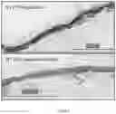 Fig. 07 - STEM CELL COMPOSITIONS FOR COSMETIC AND DERMATOLOGIC USE