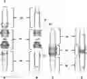 Fig. 01 - Liposomes and methods of production thereof