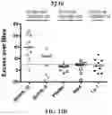 Fig. 32 - Histone acetyltransferase activators and compositions and uses thereof