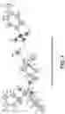 Fig. 02 - Glycopyrrolate salts
