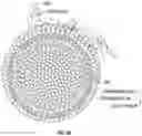 Fig. 05 - THERAPEUTICS FOR PRETERM LABOR MANAGEMENT