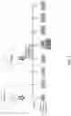 Fig. 03 - COMPOSITIONS AND METHODS FOR TREATMENT RELATED TO FALL AND FALL FREQUENCY IN NEURODEGENERATIVE DISEASES