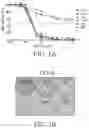 Fig. 02 - 4(1H)-quinolone derivatives and uses thereof