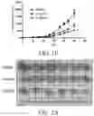 Fig. 04 - 4(1H)-quinolone derivatives and uses thereof