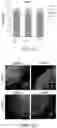 Fig. 11 - 4(1H)-quinolone derivatives and uses thereof