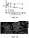 Fig. 20 - 4(1H)-quinolone derivatives and uses thereof