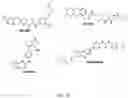 Fig. 22 - Inhibitors of DUX4 induction for regulation of muscle function