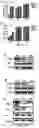 Fig. 07 - NOVEL APPLICATION OF GZD824 AND PHARMACEUTICALLY ACCEPTABLE SALTS THEREOF IN TREATING DISEASES