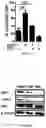 Fig. 09 - NOVEL APPLICATION OF GZD824 AND PHARMACEUTICALLY ACCEPTABLE SALTS THEREOF IN TREATING DISEASES