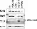 Fig. 01 - METHOD OF TREATING CANCER