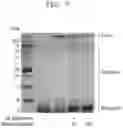 Fig. 06 - COMPOSITION AND METHOD FOR TREATMENT OF AMYLOID CRANIAL NEUROPATHY