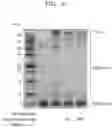Fig. 07 - COMPOSITION AND METHOD FOR TREATMENT OF AMYLOID CRANIAL NEUROPATHY