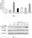 Fig. 02 - Methods and compositions comprising ursolic acid and/or resveratrol for treating diabetes, or cancer