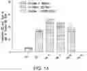 Fig. 17 - NATURAL KILLER CELLS AND USES THEREOF