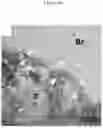 Fig. 07 - C. novyi for the treatment of solid tumors in humans