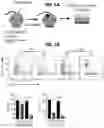 Fig. 02 - Expression of metabolic modulators in tumor microenvironment to improve tumor therapy