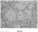 Fig. 13 - COMPOSITIONS AND METHODS FOR MODULATING ENDOTHELIAL CELL MIGRATION AND ANGIOGENESIS