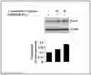 Fig. 01 - Compositions for improving lean body mass, brown adipose tissue and for inhibiting advanced glycation ends product