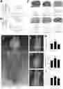 Fig. 01 - METHOD FOR MODULATING INSULIN-INDEPENDENT GLUCOSE TRANSPORT USING TENEURIN C-TERMINAL ASSOCIATED PEPTIDE (TCAP)