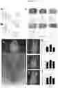 Fig. 02 - METHOD FOR MODULATING INSULIN-INDEPENDENT GLUCOSE TRANSPORT USING TENEURIN C-TERMINAL ASSOCIATED PEPTIDE (TCAP)