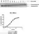 Fig. 01 - BOTULINUM NEUROTOXIN A SUBTYPE 6 AND PHARMACOLOGICAL METHODS OF USE