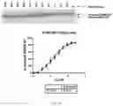 Fig. 03 - BOTULINUM NEUROTOXIN A SUBTYPE 6 AND PHARMACOLOGICAL METHODS OF USE