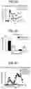 Fig. 08 - Peptide conjugated particles