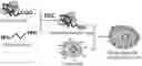 Fig. 01 - Bacteriologically-modified whole-cell tumor vaccine and method of making same