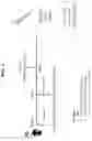 Fig. 04 - ALDH1 ANTIGEN-PULSED DENDRITIC CELLS
