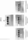 Fig. 07 - ALDH1 ANTIGEN-PULSED DENDRITIC CELLS