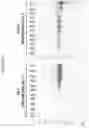 Fig. 10 - Modified norovirus VP1 proteins and VLPS comprising modified norovirus VP1 proteins