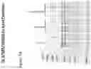 Fig. 13 - Modified norovirus VP1 proteins and VLPS comprising modified norovirus VP1 proteins
