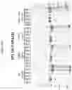 Fig. 19 - Modified norovirus VP1 proteins and VLPS comprising modified norovirus VP1 proteins