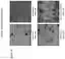 Fig. 20 - Modified norovirus VP1 proteins and VLPS comprising modified norovirus VP1 proteins