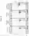 Fig. 23 - Modified norovirus VP1 proteins and VLPS comprising modified norovirus VP1 proteins