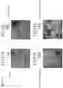 Fig. 24 - Modified norovirus VP1 proteins and VLPS comprising modified norovirus VP1 proteins