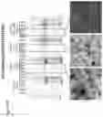 Fig. 29 - Modified norovirus VP1 proteins and VLPS comprising modified norovirus VP1 proteins