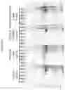 Fig. 31 - Modified norovirus VP1 proteins and VLPS comprising modified norovirus VP1 proteins