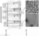 Fig. 35 - Modified norovirus VP1 proteins and VLPS comprising modified norovirus VP1 proteins