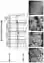 Fig. 37 - Modified norovirus VP1 proteins and VLPS comprising modified norovirus VP1 proteins