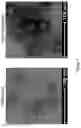 Fig. 08 - Epstein-barr virus vaccines