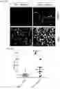Fig. 18 - TREATMENT
