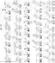 Fig. 06 - IL-2 conjugates and methods of use thereof
