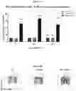 Fig. 22 - IL-2 conjugates and methods of use thereof